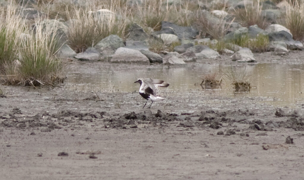 Black-bellied Plover on a saline pond, Douglas Lake Plateau, 2 June 2013. Photo:  Alan Burger