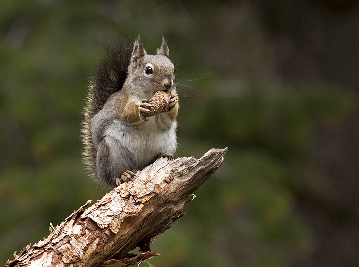 A Red Squirrel - a common forest species in the BC interior.   Photo:  © Alan Burger