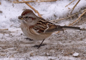 American Tree Sparrow in the Merritt Christmas Bird Count, Dec 2012. Photo: © Corey Burger.