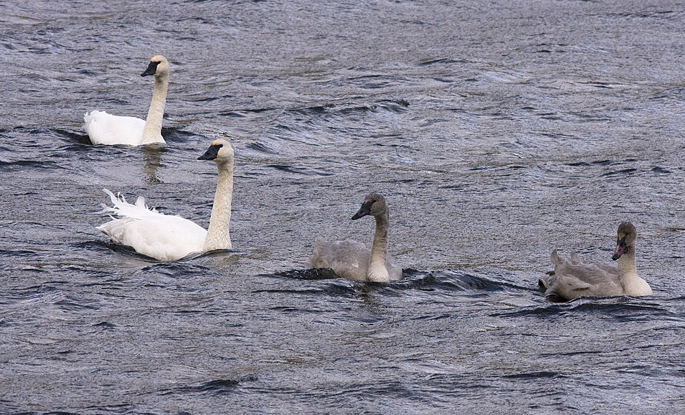 A pair of Trumpeter Swans with their darker young-of-the year on Nicola Lake, 15 Dec 2013.  Photo © Corey Burger