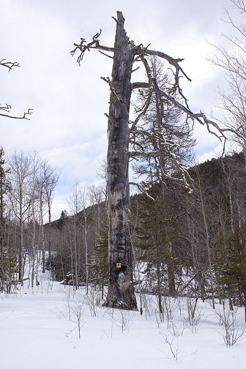 Another view of a snag labeled as a wildlife tree