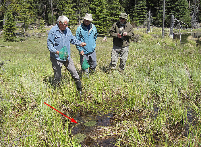 Leaders of the Okanagan Land Trust came to learn about amphibian monitoring from the Nicola Naturalists. Note the lumps of Columbia Spotted Frog eggs in the pond (arrow). Photo: Andrea Lawrence.