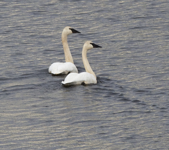 A pair of Trumpeter Swans on Nicola Lake, 20 Dec 2015. Photo: ©Corey Burger