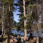 Among the big conifers with Harmon Lake in the back. Photo: Alan Burger