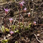 Fairyslipper orchid (Calypso bulbosa) on the forest floor. Photo: Alan Burger