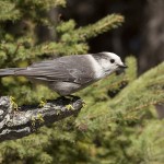 Gray Jay at Harmon forest. Photo: © Alan Burger