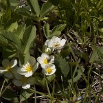 Wild Strawberry (Fragaria virginiana). Photo: © Alan Burger