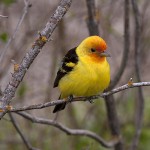 A male Western Tanager in all his splendour. Photo: © Alan Burger