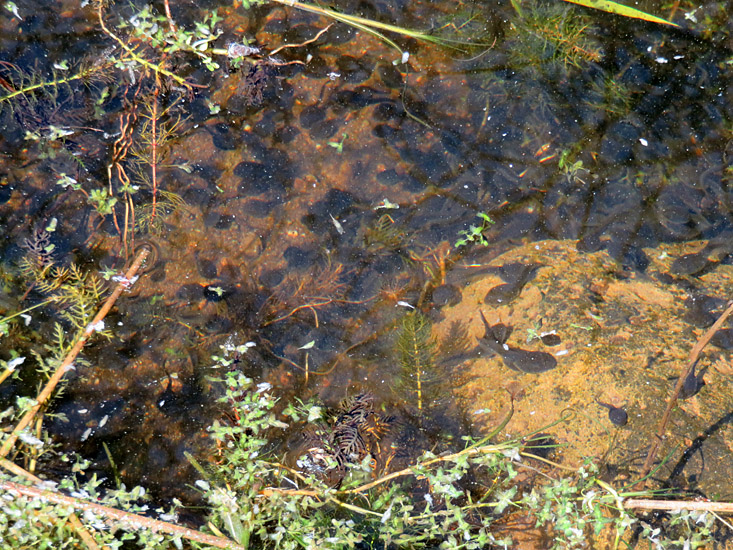 Part of the mass of Western Toad tadpoles in Batstone Lake. Photo: © Bonny Kozub