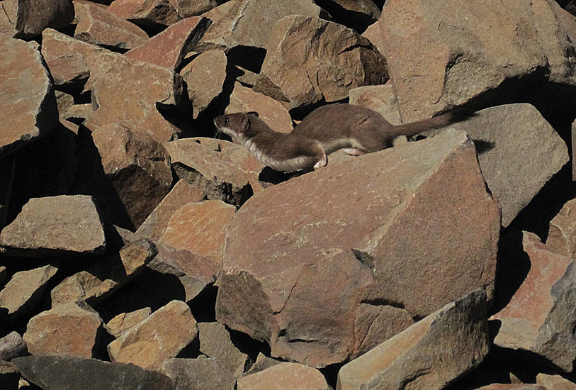 Short-tailed Weasel