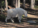 Mountain Goat