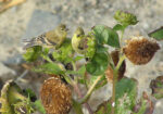 American Goldfinches