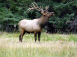 Elk bull