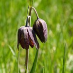 Chocolate Lily (Fritallaria lanceolata) near Harmon lake. Photo: © Carol Madryga