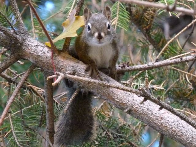 Red Squirrel.  Photo: © Carol & Jack Madryga