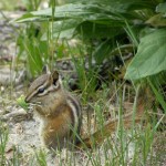 Yellow Pine Chipmunk (photo: Carol & Jack Madryga)