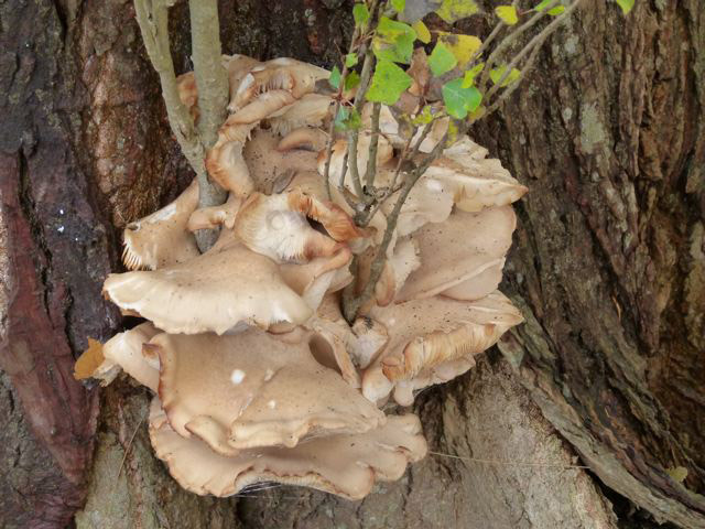 Oyster fungus on a cottonwood tree.