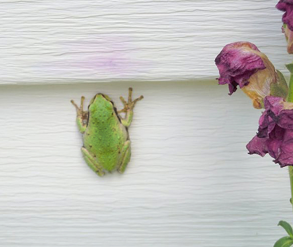 Like pastel artwork, this Pacific Tree Frog decorates the house siding. Photo: © Myrna McPhail