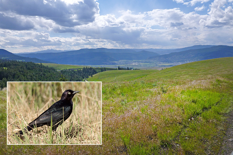 View of the Nicola Valley from Lundbom Common. Inset: Brewer's Blackbird male. Photos: © Alan Burger