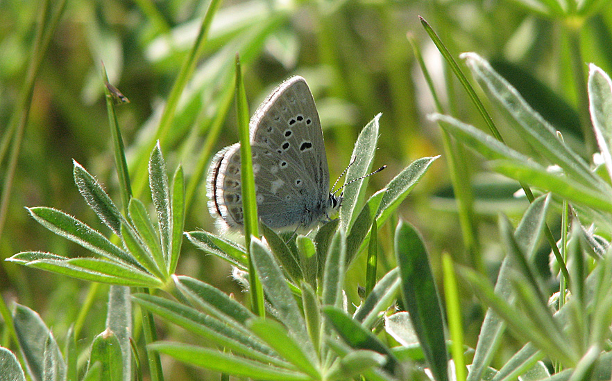 One of the many butterflies we encountered on 5 June at Seven Half Diamond Ranch. Photo: © Anne Pang