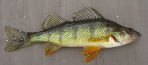 Yellow Perch