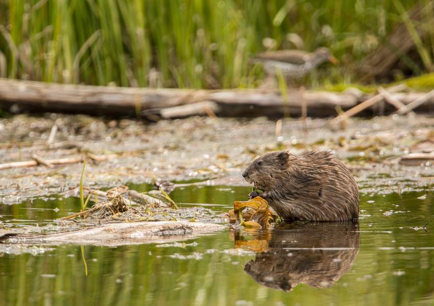 A Muskrat chews on water weeds - Harrison Lake, Kane Valley.  Photo: © Ian Routley.