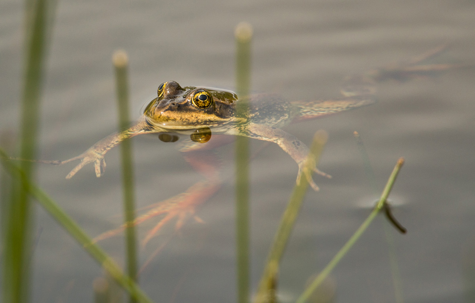 Columbia Spotted Frog in a pond, Kane Valley. Photo: © Ian Routley