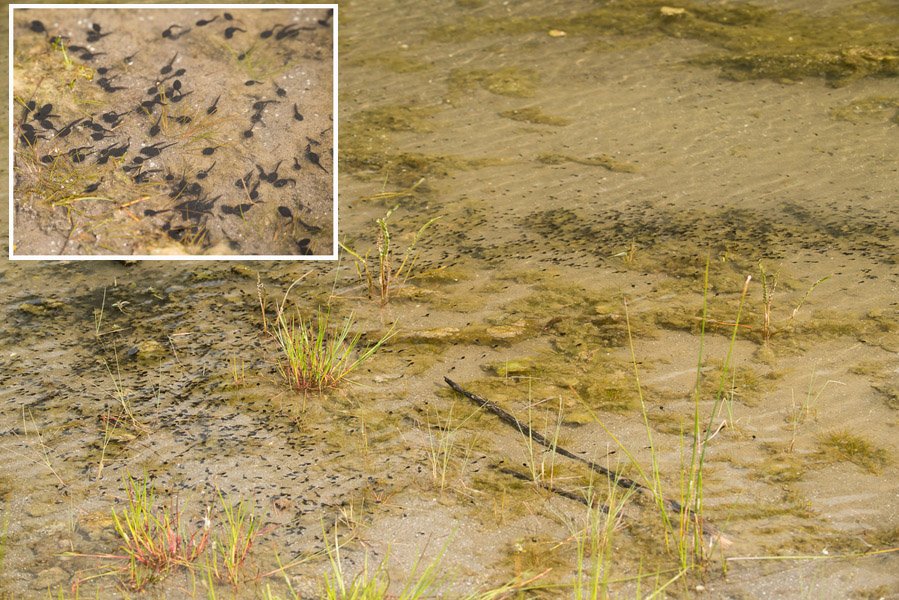 Western Toad tadpoles swarming along the shore at West Pond, Kentucky-Alleyne Provincial Park. Photo: © Ian Routley.
