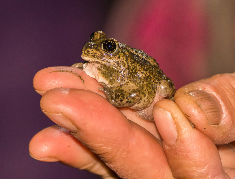 A Great Basin Spadefoot found at a breeding pond on the Douglas Lake Plateau.  Photo: © Ian Routley