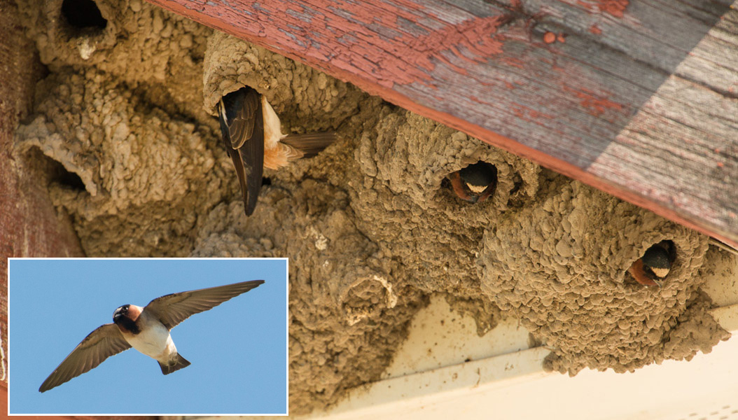 Cliff Swallows nesting under the road bridge at Nicola village. Inset shows one in flight.  Photos: © Ian Routley