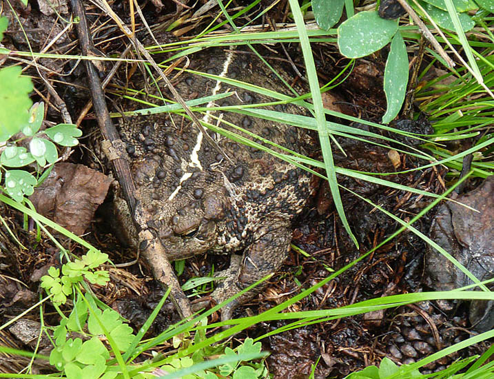 A large Western Toad is hard to see among the leaves and ground litter. These tough amphibians spend most of their lives on land and return to water just to breed. Photo: © Gerry & Jill Sanford.