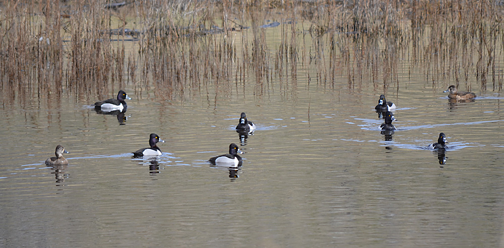Ring-necked Ducks on a grassland pond near Douglas Lake.  Photo: © Bob Scafe