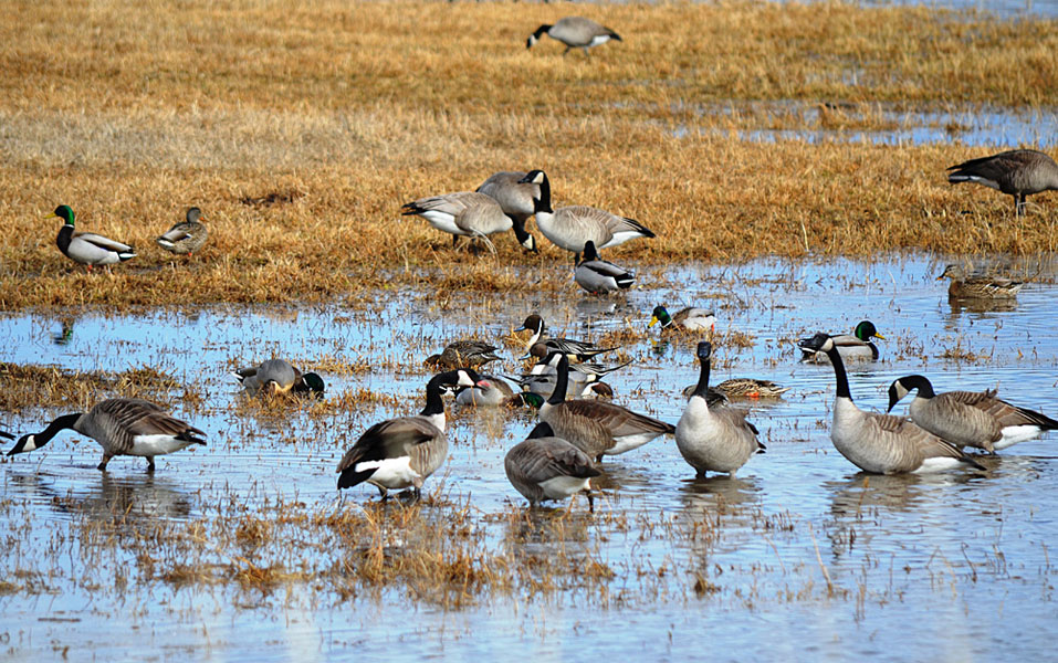 Canada Geese and Mallards on a spring pond, Nicola Valley. Photo: © Bob Scafe