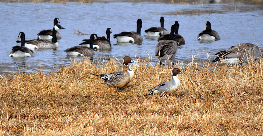 Early spring aggregation of Canada Geese, Northern Pintail and Mallards at a shallow pond in the Nicola Valley.  Photo: © Bob Scafe