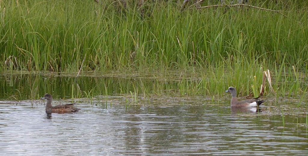 A pair of American Wigeon at the Flume Ponds on Pennask Lake Rd.  Photo: © Bob Scafe