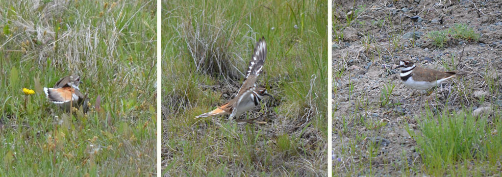 This Killdeer provided an energetic display to distract us from finding its nest.  Photos: © Bob Scafe.