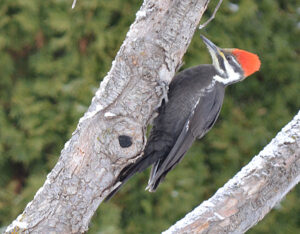 One of the five Pileated Woodpeckers reported on the Merritt Christmas Bird Count, Dec 2012.  Photo: © Bob Scafe