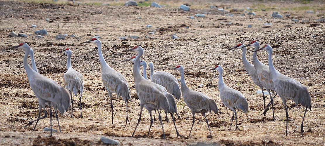 Sandhill Cranes (both Lesser and Greater forms of the species) at Douglas Lake Ranch, 21 April 2013.  Photo: © Bob Scafe.
