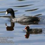 American Coot with chick (photo: Murphy Shewchuk)