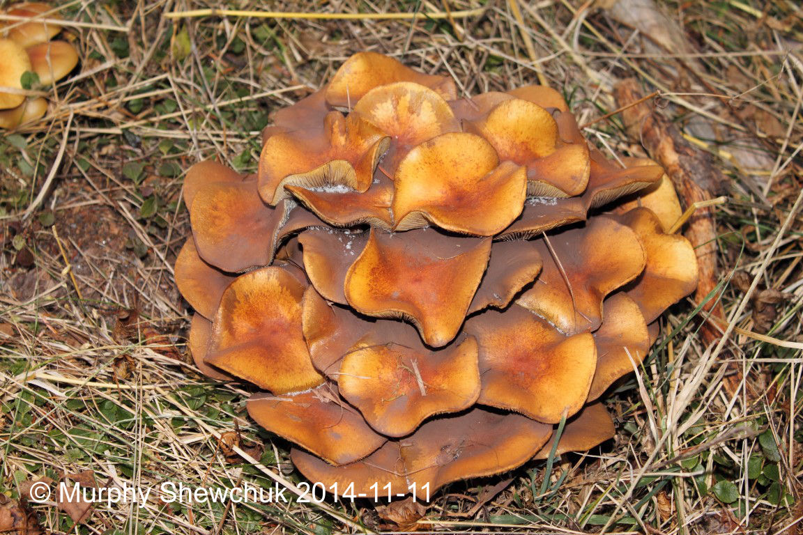 The fruiting bodies of Armirilia sp. fungus emerge above the ground to release spores.  Photo: © Murphy Shewchuk