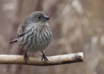 House Finch