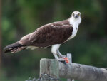 Osprey with a fish