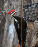 Pileated Woodpecker - Murphy Shewchuk