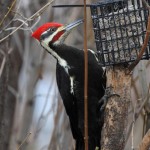 Pileated Woodpecker - Murphy Shewchuk