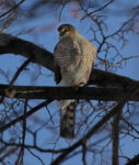 Sharp-shinned Hawk - Murphy Shewchuk