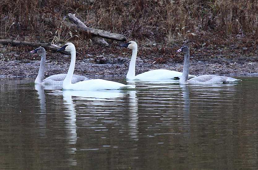 Trumpeter Swans with juveniles