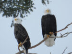 Bald Eagles - Greg & Terry Tellier