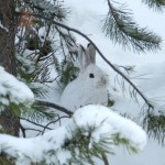 Snowshoe Hare - Greg & Terry Tellier