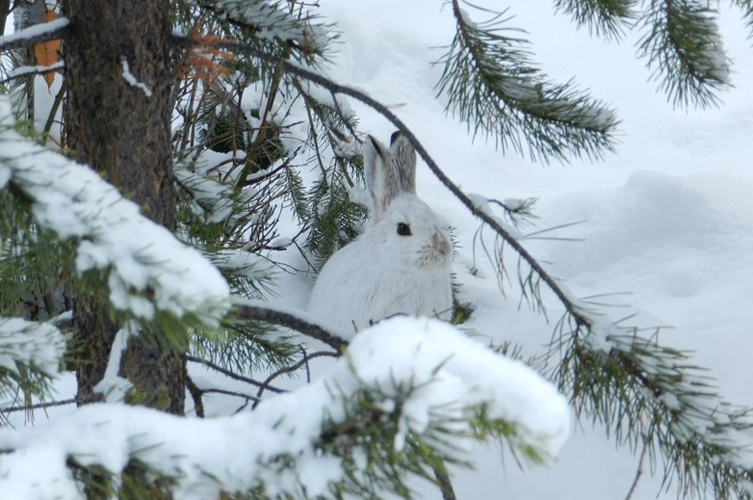 Snowshoe Hare - Greg & Terry Tellier