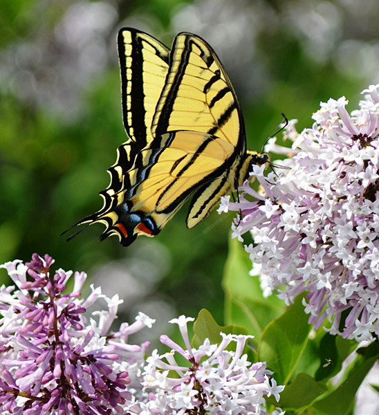 Two-tailed Swallowtail butterfly nectaring on lilac flowers. Photo: © Bob Scafe